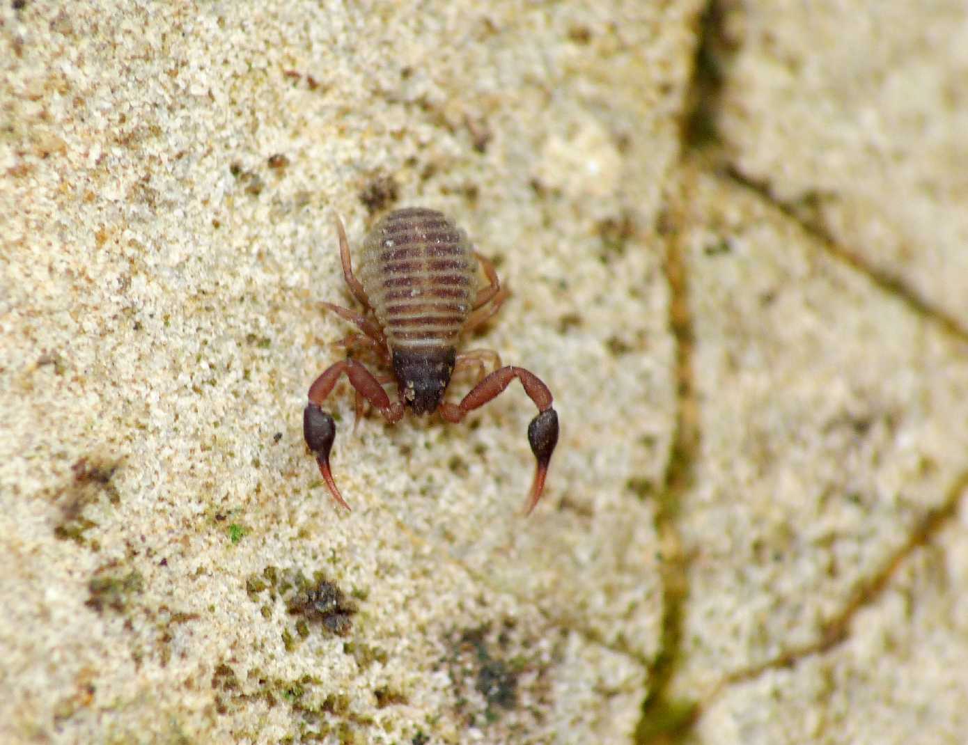 Pseudoscorpiones da Tolfa (Lazio): Geogarypus sp. (Geogarypidae)